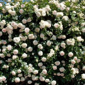 Diskretni miris ruže - Ruža - Palais Royal® - 
